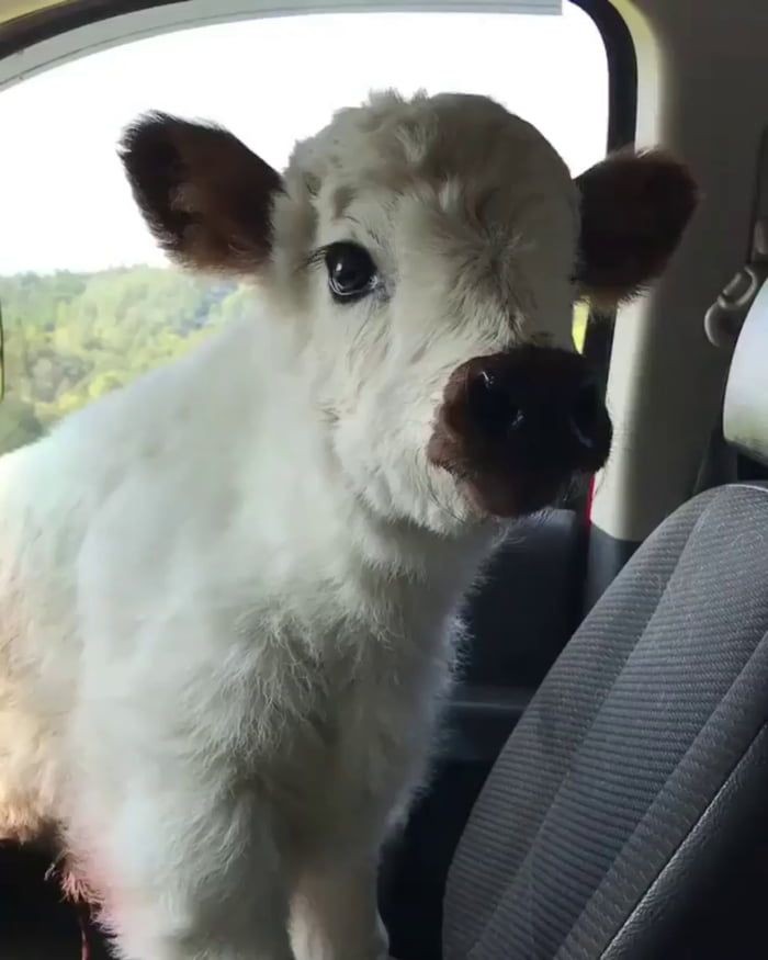 // body image + image of alcoholthread of clairo as cows 