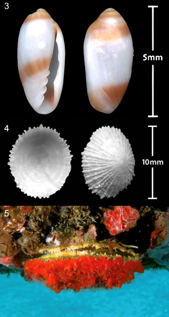 Checklist of marine molluscs from the island of Sint Eustatius, Leeward Islands, West Indies (Dutch Caribbean),natuurtijdschriften.nl/download?type=… #mollusc #malacology #gastropod #WestIndies #DutchCaribbean #biodiversity #marinebiology
