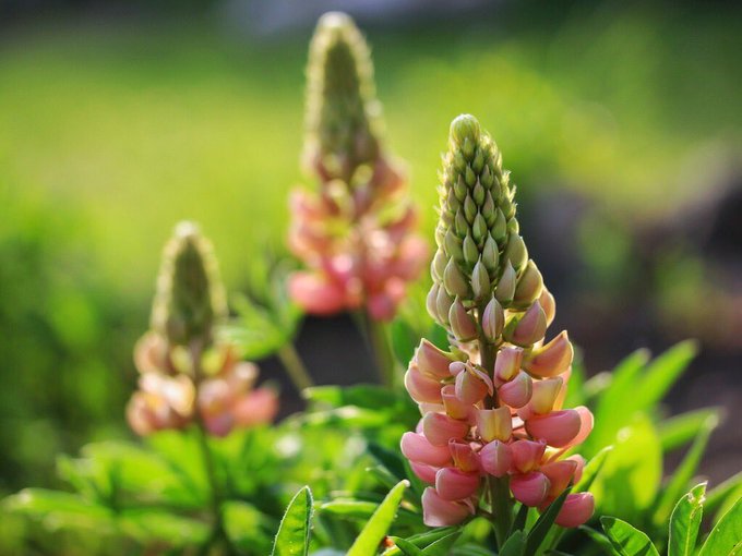 花言葉 高画質 のtwitterイラスト検索結果 古い順