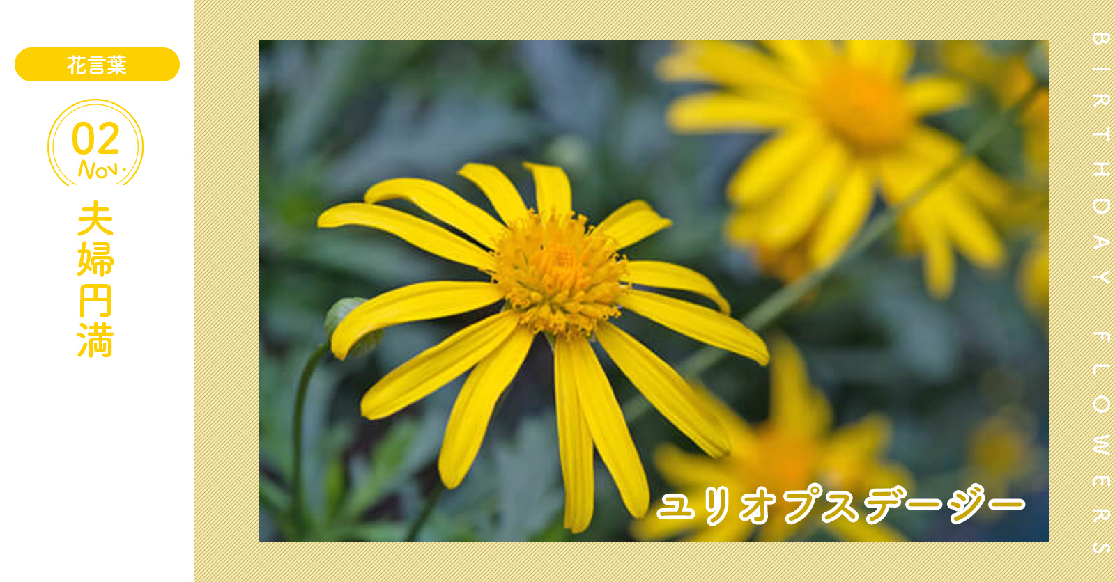 Twitter पर 花キューピット I879 Com 公式 11月2日の誕生花 ユリオプスデージー お誕生日おめでとう 花言葉 は 夫婦円満 マーガレットに似た雰囲気の花を咲かせます あなたはこんな人 明るいタイプ 同じ誕生日の有名人 深田恭子 T Co