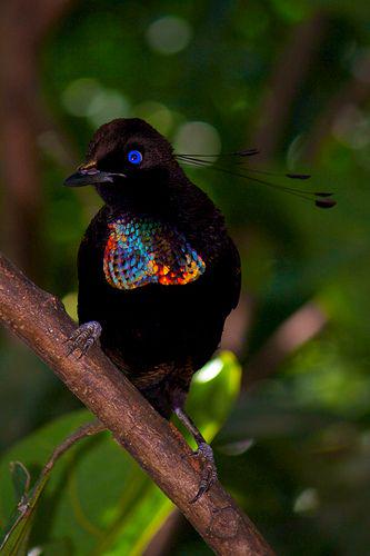 BirdPerHour's tweet photo. #birdbot https://t.co/ixB69tRN6W