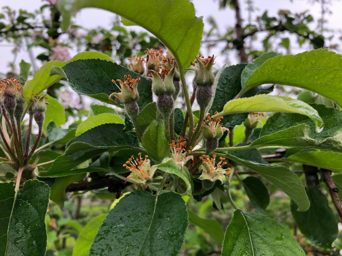 adama_nz's tweet photo. The final #BREVIS fruitlet thinning sprays for this season will be applied over the next 2 weeks throughout Hawke's Bay & Tasman. Thanks to free tool #BreviSmart growers can choose the best timing to apply BREVIS in their orchards.
https://t.co/7oueBUy6p5
#onelessworry #ADAMANZ https://t.co/CJ9grf9SV2