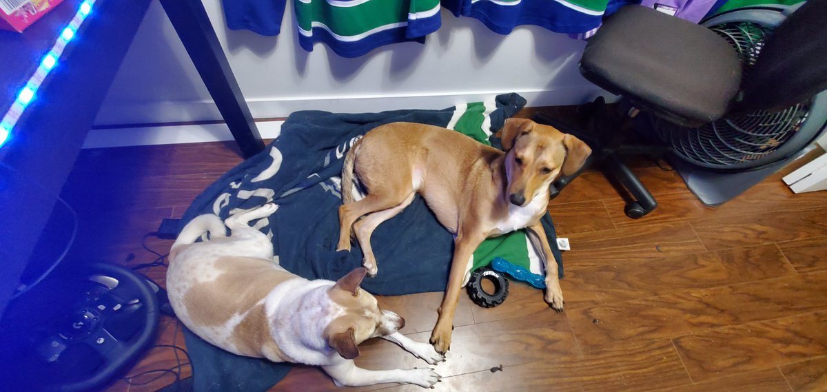 JCog88's tweet photo. Love these two.
#CanucksPuppers #Canucks #LoveMyDoggos
#G920Wheele
#DoggoCogs On @instagram . https://t.co/zmuCRXJGBW