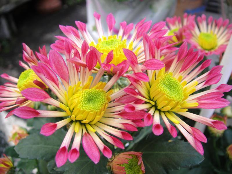 Masahiro Morisaki 今日は西日本から北日本の広い地域で雨の見込み 今日の花は 菊ポットマム ファイン 花言葉 高潔な愛 どうぞ充実した素晴らしい一日をお過ごし下さい ファインダー越しの私の世界 キリトリセカイ 花 岐阜 日本 Gifu Japan