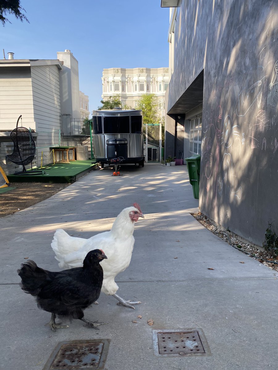 Just some chickens foraging for startup ideas