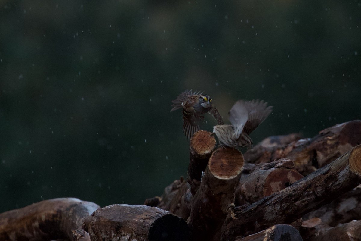 Efua Peterson tweet media