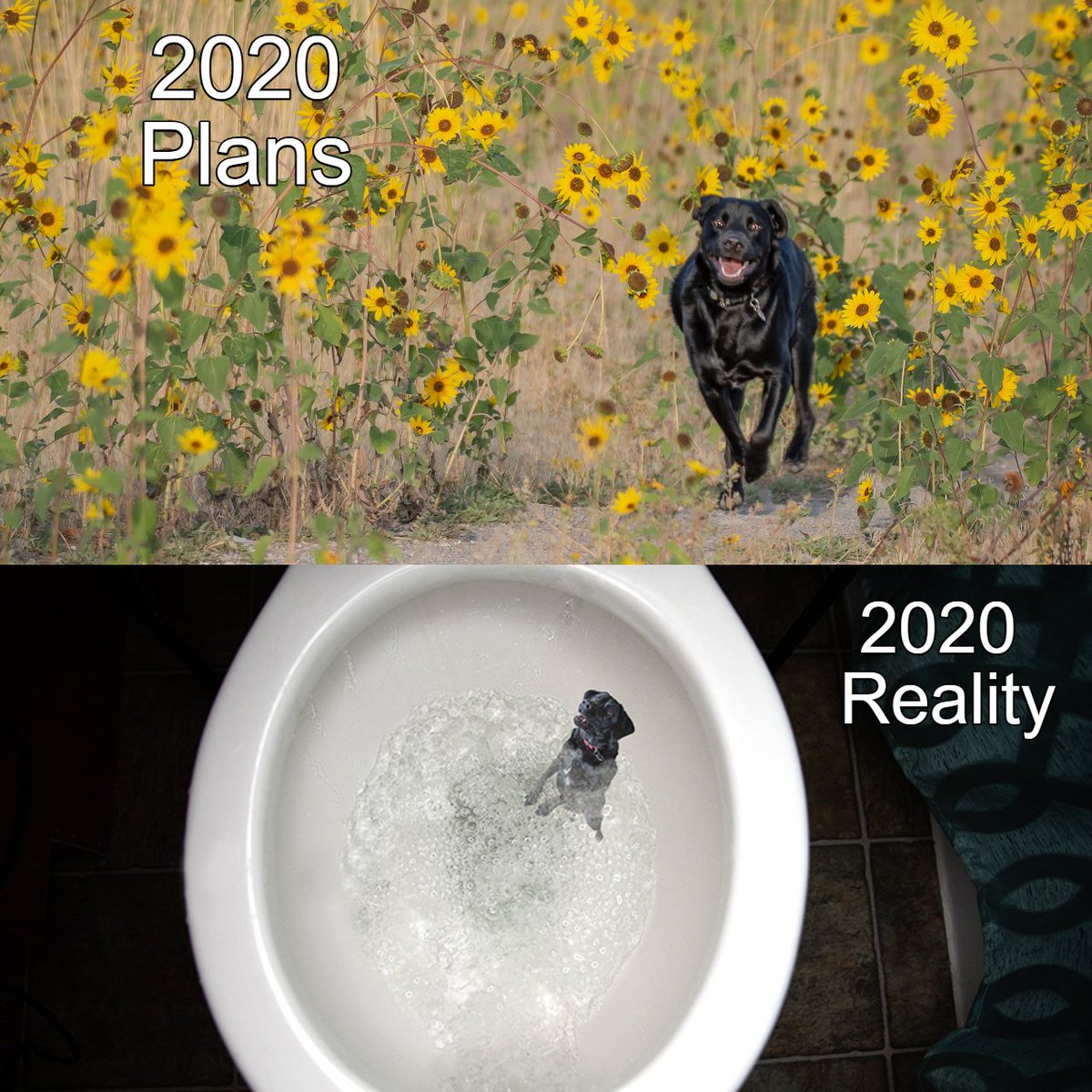 PhotogColo's tweet photo. Who else went from chasing your dreams to your year going down the drain? #enough2020  #doggo https://t.co/SLx51PmBDz