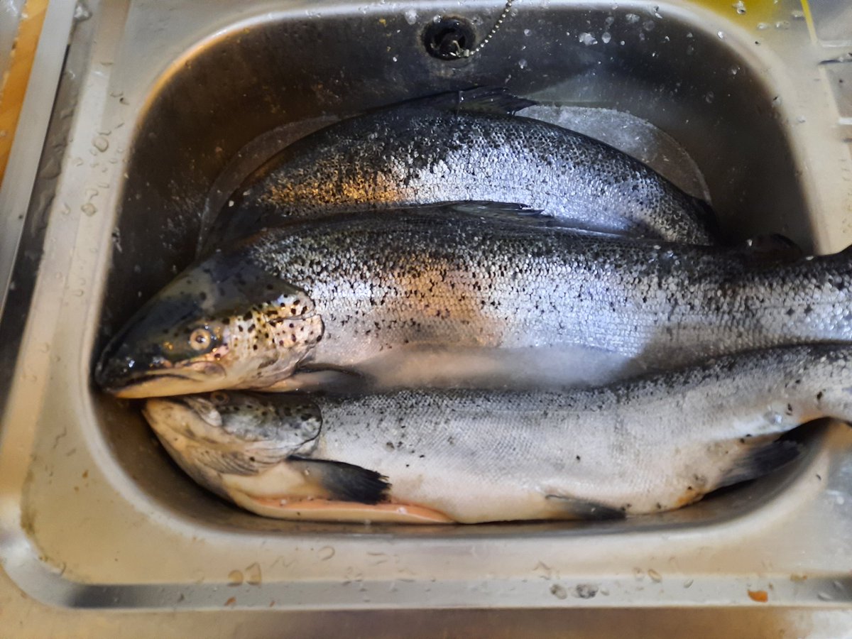 Thank the Lord for 5 great salmon...4 1/2 now in the freezer!