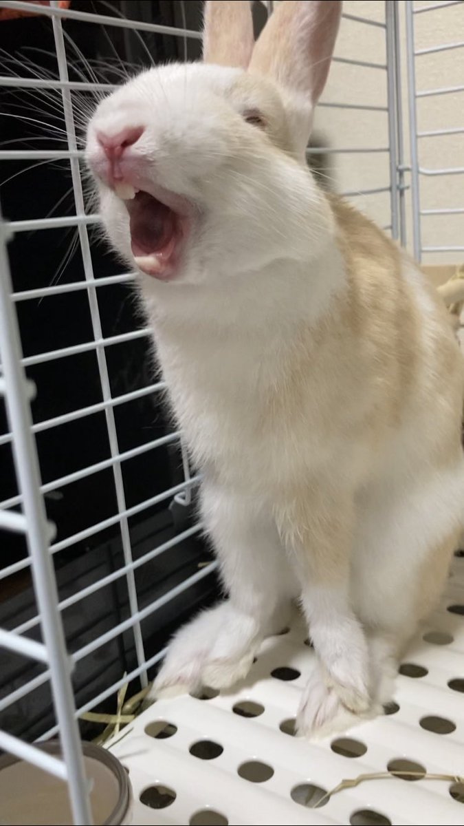 الوسم 野獣の咆哮 على تويتر