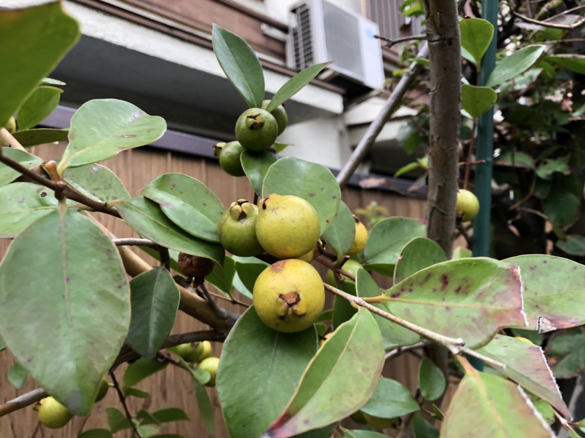 Yubi　ストロベリーグアバ Yubi ストロベリーグアバ グアバ：レッドストロベリーグアバ4号