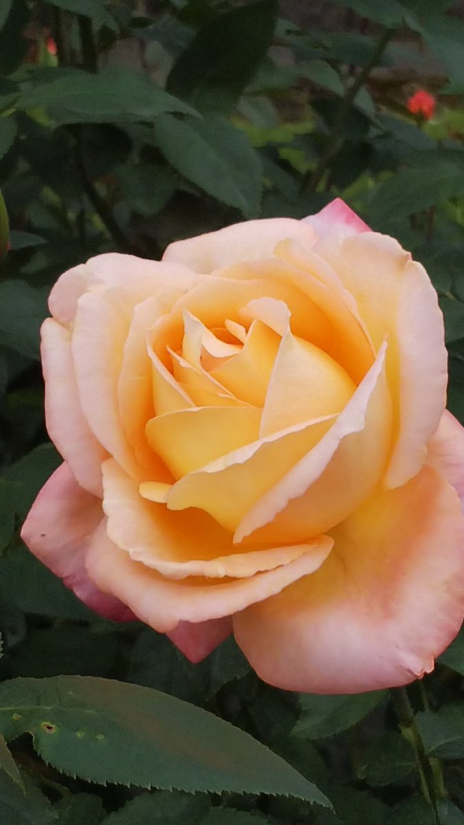 原p おはようございます 今日も晴れて良い天気 あまり冷え込んで無いし 薔薇 フロージン 花言葉 快活 陽気 ラ フランス 香りも好いらしい リトープス 新しく蕾の付いた奴ら コノフィツム 大花雪桜 今年購入した品種なので初花 今咲き始め