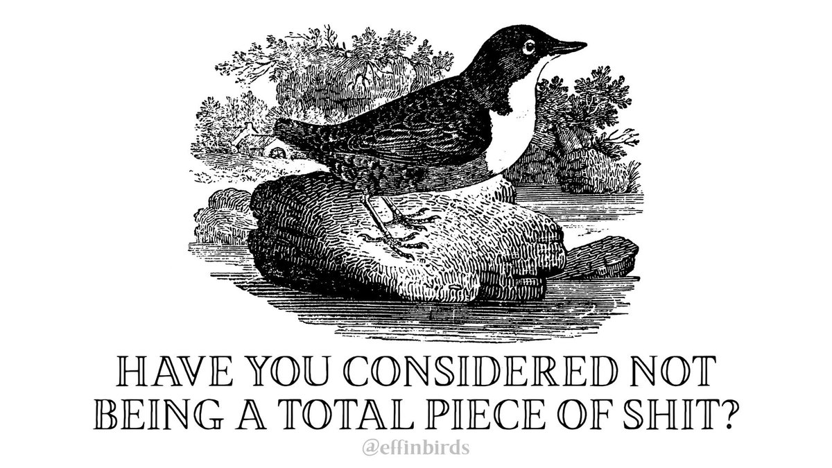 Effin' Birds (@effinbirds) on Twitter photo 