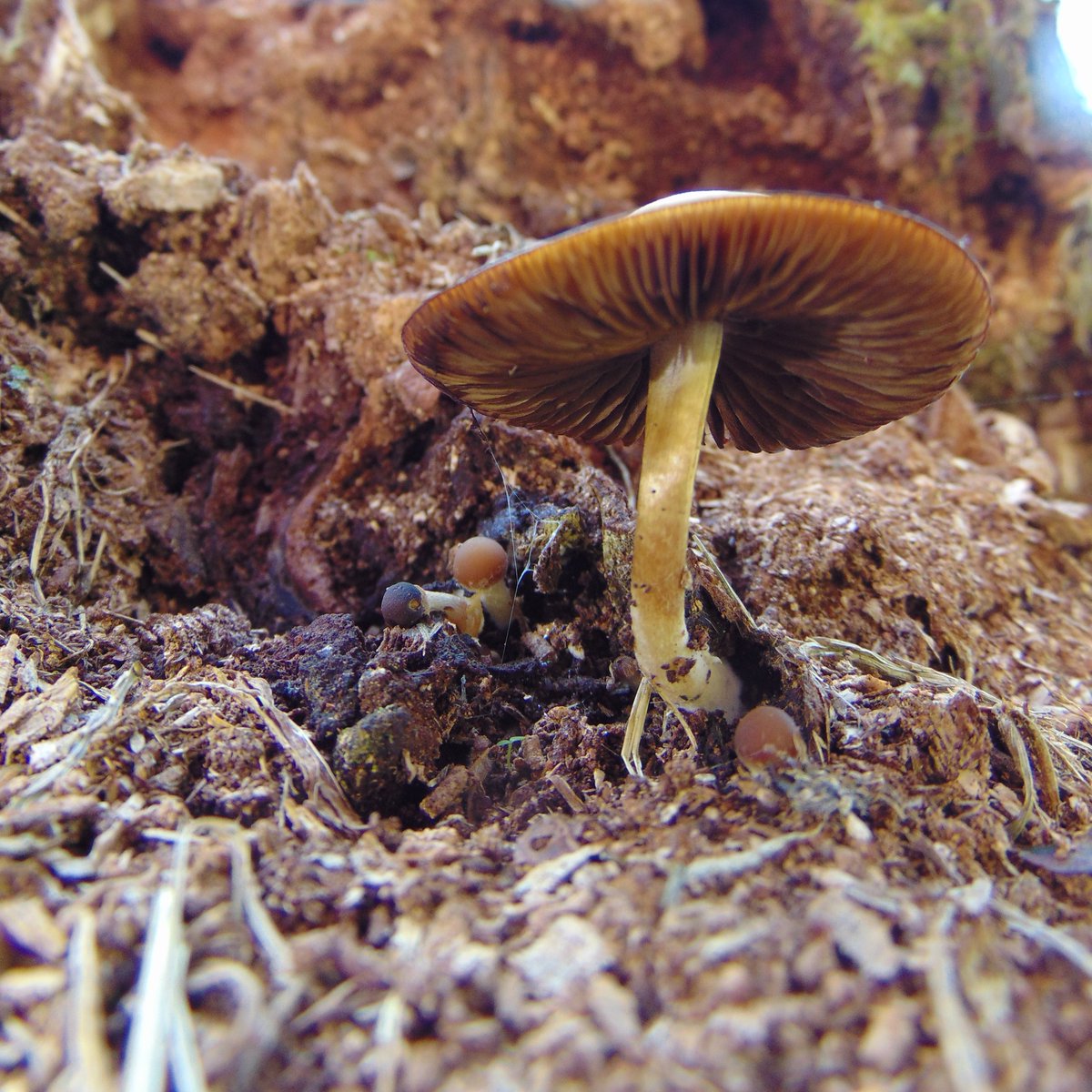 The 24th rule of the Mushroom Cult is to go in the woods and take pictures of mushrooms.