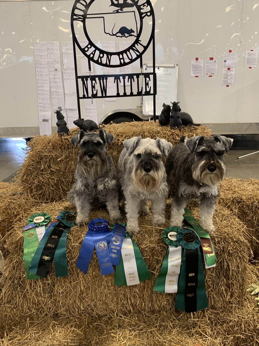 We did our first big show since the pandemic and all three dogs rocked!! 3 titles for Miri and 2 each for Arwen and Eve. Barn hunt plus fast cat. So fun!! #SchnauzerGang #schnauzerlove #dogsoftwitter