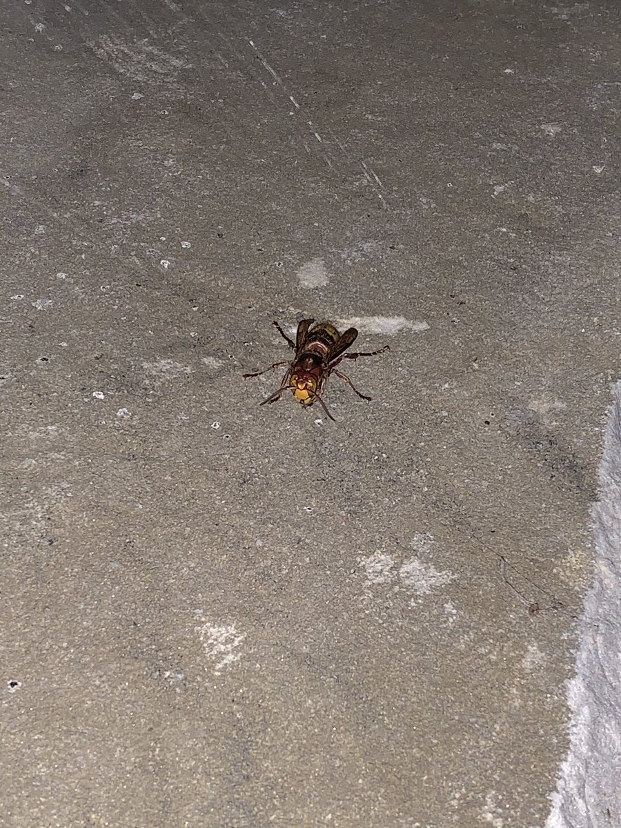 corecmeifimrong's tweet image. #MurderHornets