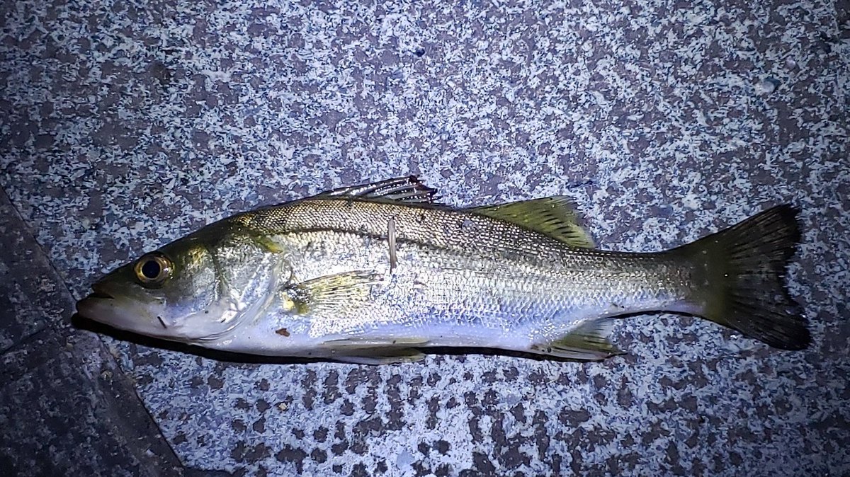 Wunderkammer 閉店しました みなとみらいは意外と色んなお魚が釣れます 鯖もカワハギも太刀魚もいるよ W みなとみらい釣り アジ サバ サヨリ キビレ シーバス サバの写真が無いなー と思ったら血抜きに忙しくて一枚も写真撮ってなかったs Wunderkammer 閉店しました みなとみらいは意外と色んなお魚が釣れます 鯖もカワハギも太刀魚もいるよ W みなとみらい釣り アジ サバ サヨリ キビレ シーバス サバの写真が無いなー と思ったら血抜きに忙しくて一枚も写真撮ってなかったs