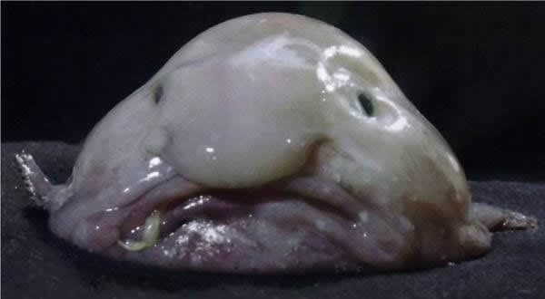 VJBennett333's tweet photo. Inner trump Knows He's a Loser 
(Apologies to Blob fish Everywhere) https://t.co/T12p3g8lI7
