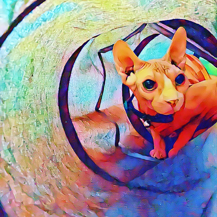 MandaLioness's tweet photo. New phone wallpaper time. #picsart #phonewallpaper #sphynx #sphynxcat #sphynxtagram #sphynxofinstagram #sphynxcatsofinstagram #sphynxcats #sphynxcatsruletheworld #sphynxfamily #sphynxcommunity #sphynxlife #sphynxmom #mintfish #sphynxmama #spoiledsphynx #… https://t.co/RhkMC7Bf5R https://t.co/BA3xDPumXp