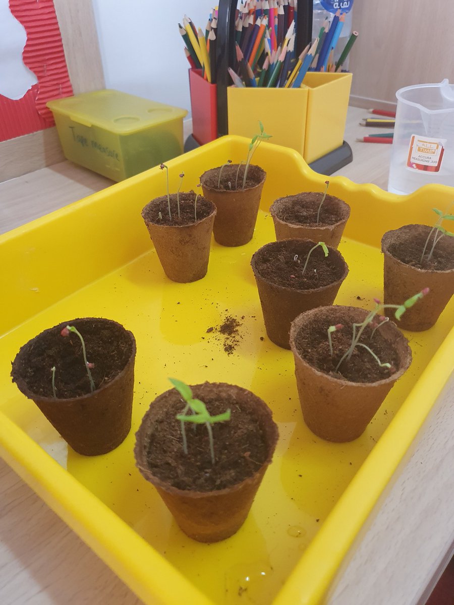 The plants have started to grow. Go <a href="/VHPS_Year3/">Year 3 | Victory Heights Primary School</a>. #groundtoplate #greenfingers