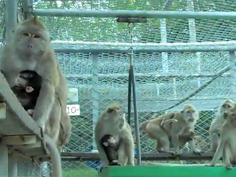 Long-tailed macaques with infants on breeding farm  in Mauritius;
credit: Cruelty Free International.