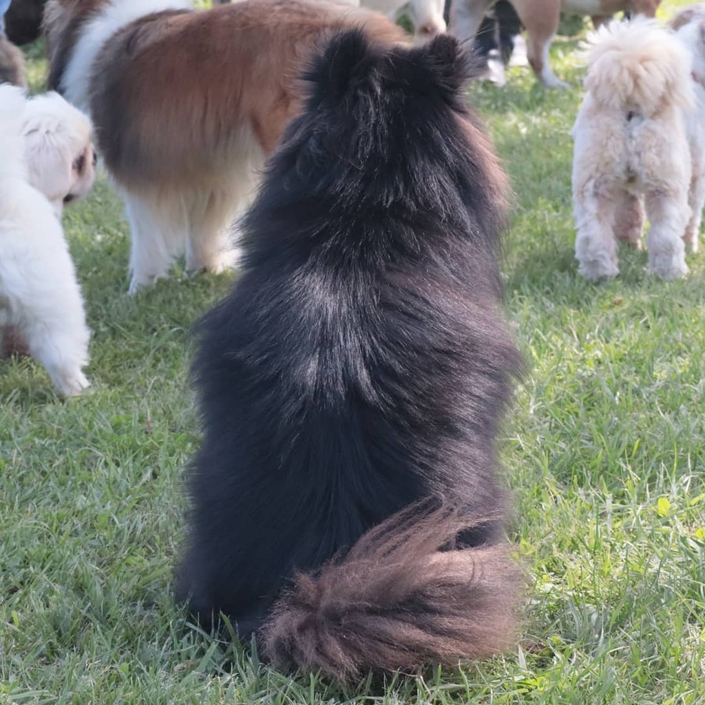 那須どうぶつ王国 V Twitter 犬の日 パート6 ポメラニアン 動物の背中って可愛い 那須どうぶつ王国 Nasuanimalkingdom Nasu Animal Kingdom T Co Ldoqcftuvz
