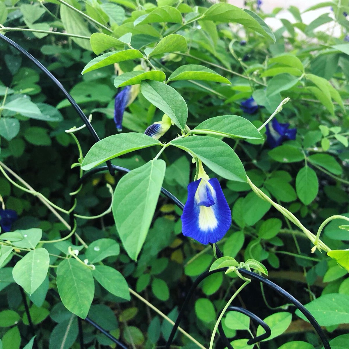 Grateful to  <a href="/SoFloPoJo/">SoFloPoJo @soflopojo.bsky.social</a> for publishing my collab poem with Lucia Leao titled with the butterfly pea’s scientific name, "Clitoria Ternatea." Also featuring the talented <a href="/PeterVertacnik/">Peter Vertacnik</a> @Martelli89+more! Click link and scroll to Lucia’s name to read/listen. southfloridapoetryjournal.com