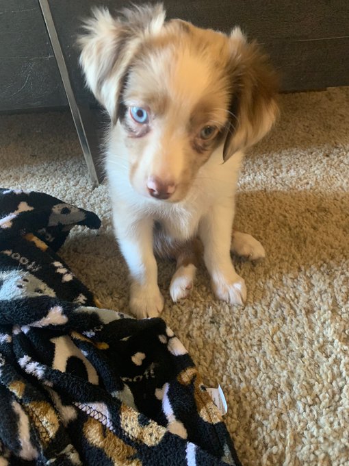 i got myself a mini australian shepard for halloween 🎃🐾  name: gunner age: 8 weeks he says hi 🐶 https://t