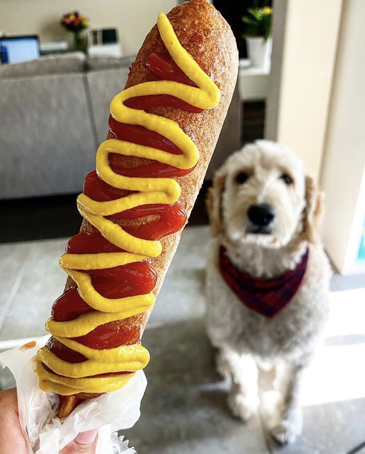 FletchersDogs's tweet photo. Sit....sit, stay.... Be patient dog and Corny Dog lovers, we’ve got some fun news for you in November. Stay tuned right here, your treats are coming.🐶

📸: koda.thegoldenbear 
#statefairoftx #statefairoftexas #cornydogs #fletchers #dfwdogs #dfwevents #dallasdogs #doglovers https://t.co/B0hCJHtvk6