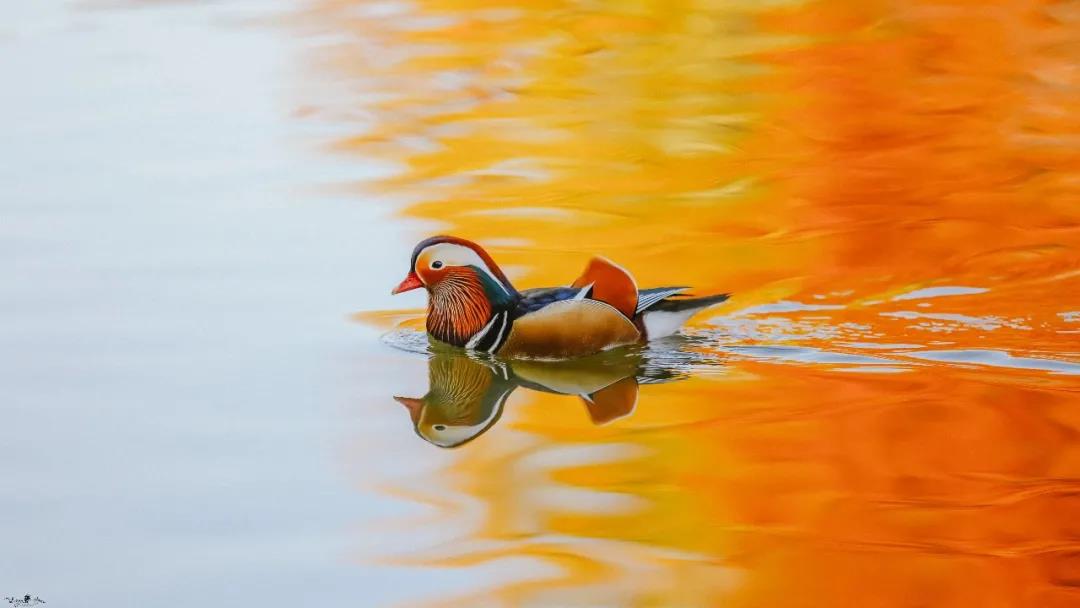 Peking University Guanghua MBA tweet media