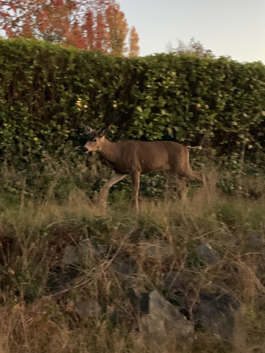 ChristyB2412's tweet image. #Seahawks win and I got in a quick two mile walk and enjoyed this beautiful sunset and my awesome small town! #steilacoom #seahawkswin #walking #fall