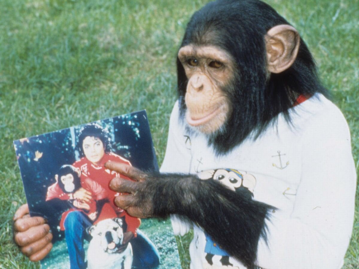 36. Bubbles the Chimpanzee - 8/10- owned by Michael Jackson from 1988 to 2005-would eat at the dinner table, use the toilet & sleep in his bed- allegedly tried to commit suicide when separated :(- now lives at florida ape sanctuary- likes to paint & listen to flute music :)