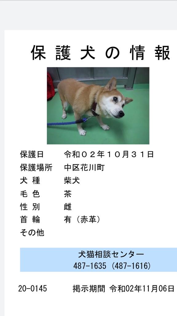 Japanesemichael Jackson 静岡県犬猫相談センター 期限 11月6日 性別 女 年齢推定 老犬 犬種 柴犬 体格推定 中 毛色 茶白 足先白色 保護月日場所 10 31 中区花川町 赤色革製首輪 迷子犬 静岡県 浜松市 中区 花川町 柴犬 保健所