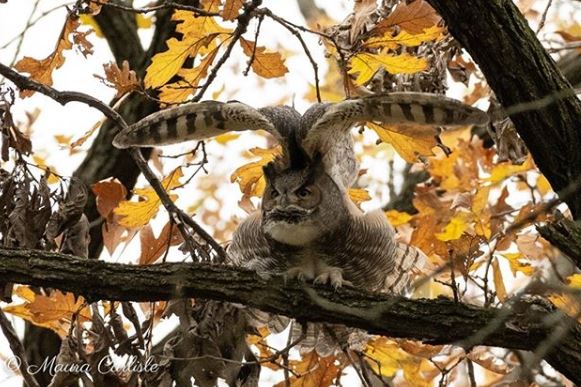 WillCoForestPreserve tweet media