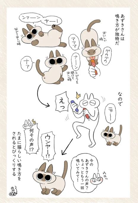 あずきさんはあんまりニャーって鳴かないのでたまに聞けるとテンションあがる #シャム猫あずきさんは世界の中心 