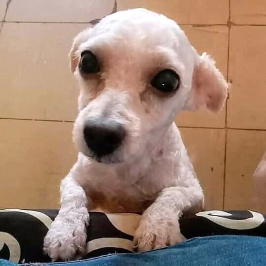 Proani_AC's tweet photo. #SeBusca🐶
Hércules se extravió el 26/Oct en col. Asunción Ávalos #CdMadero (frente al estadio). Si lo ves por favor intenta resguardarlo y/o comunícate al 442.270.3055.
👉lo resguardaron en el gym Spanic pero se escapó.
👉las fotos son recientes.
#Tampico https://t.co/Q3nMczz9hz