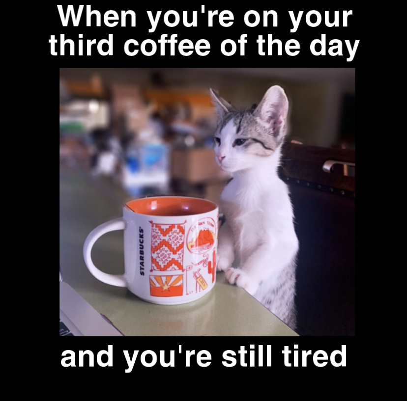 itzybitsyyy's tweet photo. Even cats have perfected the I-have-a-caffeine-headache face. #CaffeineAddict https://t.co/1bhFmf5aFL