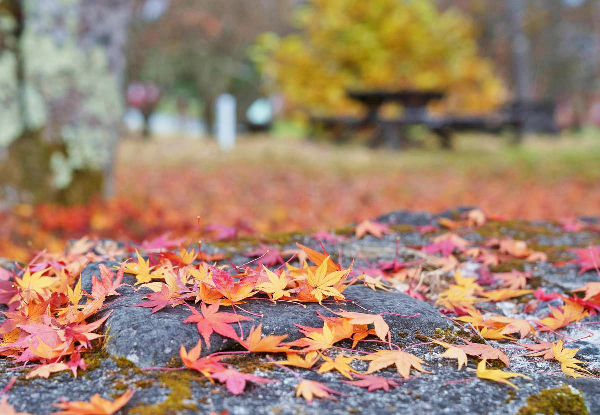 清泉寮 お知らせ 見事な紅葉の絨毯があちこちに すっかり秋ですね 清泉寮 清里 八ヶ岳 北杜市 山梨 清里高原 北杜市 紅葉情報 清泉寮の紅葉情報 清泉寮 お知らせ 見事な紅葉の絨毯があちこちに すっかり秋ですね 清泉寮 清里 八ヶ岳 北杜市 山梨 清里高原 北杜市 紅葉情報 清泉寮の紅葉情報