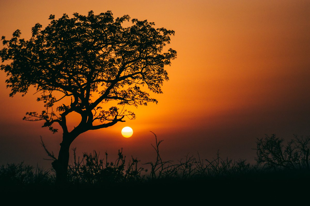 Kat_Kaptures's tweet photo. Went to Mupumalanga a few weeks back at the Pretroruiskop Rest Camp and this is how the sun came up
Frame 1&amp;2 @Kat_Kaptures
Frame 3&amp;4 @Lebronnyconcept
@SANParks https://t.co/Db6cd6Nfk4