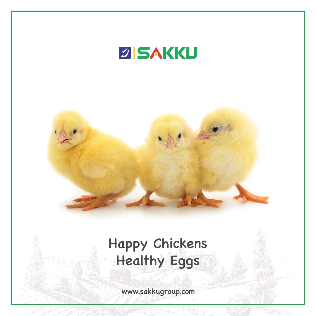 SakkuEggs's tweet image. We at Sakku,take utmost care of the chickens in our farms which ensures in their laying healthy eggs.
#eggsforgoodhealth #eggsforimmunity #vitaminD3 #D3eggs #countryeggs #eggforimmunity #browneggs
For Franchise details call on : 8008499799
--&amp;gt;&amp;gt;sakkugroup.com