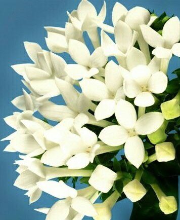 花 あさもやの湖に水晶の舟をうかべて ちょっとだけふれる感じの口づけをかわす それが私のすてきな 夢 それが私のすてきな 夢 ユメ ユメ ユメ ユー メイ ドリーム 今日の誕生花 ブバルディア 花言葉 夢 12時 ナエ 花 あさもやの湖に水晶の舟をうかべて ちょっとだけふれる感じの口づけをかわす それが私のすてきな 夢 それが私のすてきな 夢 ユメ ユメ ユメ ユー メイ ドリーム 今日の誕生花 ブバルディア 花言葉 夢 12時 ナエ