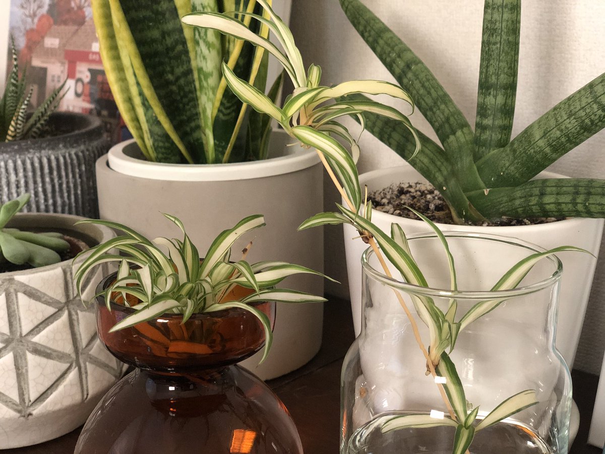 Elbaz Farm Pa Twitter 生命力の強い オリヅルラン 地植えしている方は増えすぎて困る なんてことがあるかもしれません そんな時は 子株を水耕栽培したり 鉢植えにしてハンギングにすればまた違う魅力が発見できるかもしれません 是非お試しください