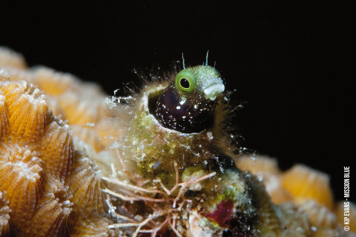 SylviaEarle's tweet image. When rain comes from the sky, it’s the ocean touching you. When you breathe air, it’s the ocean touching you. Our living ocean generates the oxygen, driving the great systems that keep us alive.