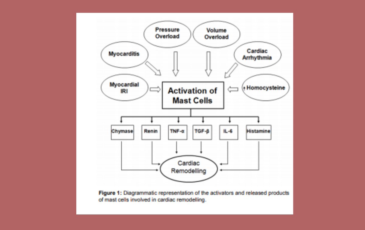 PLMOJ1's tweet photo. Mast Cells: The Key Players in Cardiac
Remodelling
📌Corresponding author: Amrit Pal Singh, MPharm
🔓Access here: https://t.co/Ytz6Gg2f55

#Pthology #PharmaceuticalSciences #ImmuneSystem #MastCells https://t.co/XJN1XfbVoz