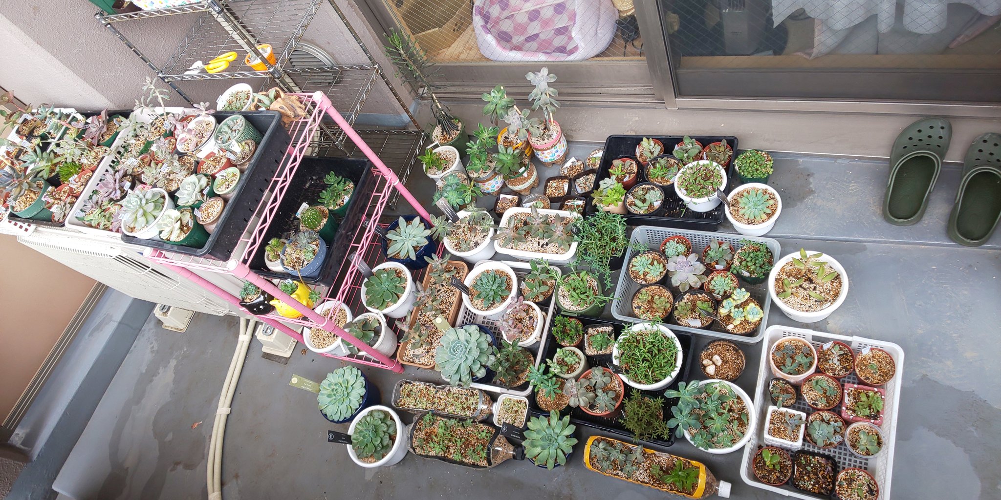 みいたむ U １枚目 Before ２枚目以降 After 100均のワイヤーネットと100均の転び防止棚で多肉棚 をこしらえました 転び防止棚はポールでラックにするものだけど そのままワイヤーネットに屋外用の結束バンドでつけました １つ10円位でできました