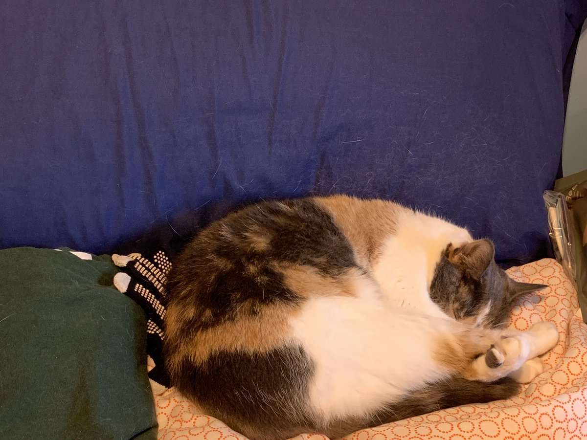 Since we can’t all be as blissfully ignorant as our furry friends, & this week is likely to be stressful for many in our country, I’m sharing tips I’ve come across for helping us all calm our bodies & our spirits during the coming days/weeks of election-related stress. (Thread)