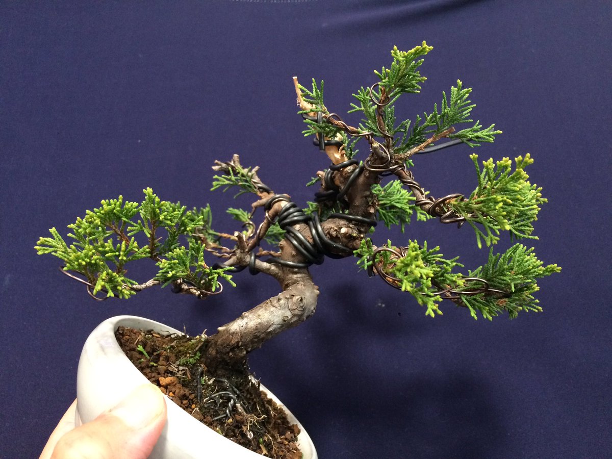 第29回秋雅展 21年10月28日 木 31日 日 Shugaten Twitter