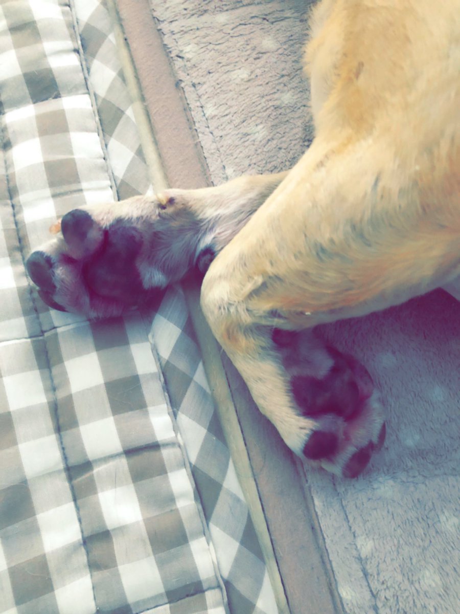 ドッグカラーリスト Manico A Twitter 一日中 雨の予報の月曜日 雨音を聴いているといつもより よく眠れるらしい こぶたさん 犬との暮らし 雨の日 雨音を聞きながら ブヒ 肉球 フレンチブルドッグ 寝相 フレブル 鼻ぺちゃ 寝相アート