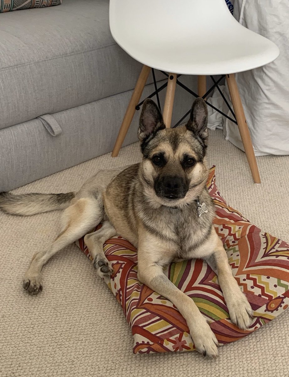 1. This is Chance. He is a pug/German Shepherd (!?!?!) and seemed like a really good listener and I really respect that in a dog. I only hope Chance’s new owners recognize how *truly* photogenic he is. It’s legal for me to use these photos from Petfinder right