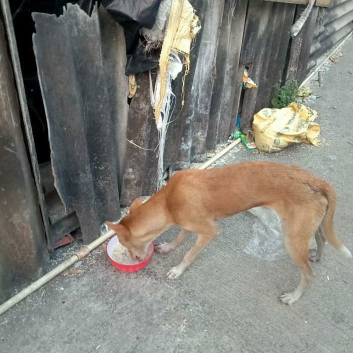 streetanimalsin's tweet photo. Feeding Day 234 : Date 01.11.2020
.
Showering your love
stay connected with humanity
.
Thank you For Love & Support
@Childhelpindia
#pawsandclawsofficial #pacofficialindia #forfutureindia #forfutureindiateam #foodfeeding #animallover #betterlivesfordogs https://t.co/sU6bQvRo0t