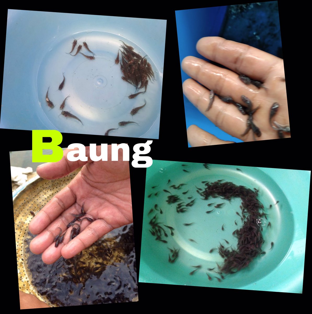 andre_eon's tweet photo. Bibit ikan / benih ikan Baung. 
Size 3/4 inch. 
Port to port delivery lintas provinsi. 

https://t.co/OJPgR8hX8x

#ikan #fish #perikanan #fishery #fishfarm #budidayaikan https://t.co/DjhqIAVw0V